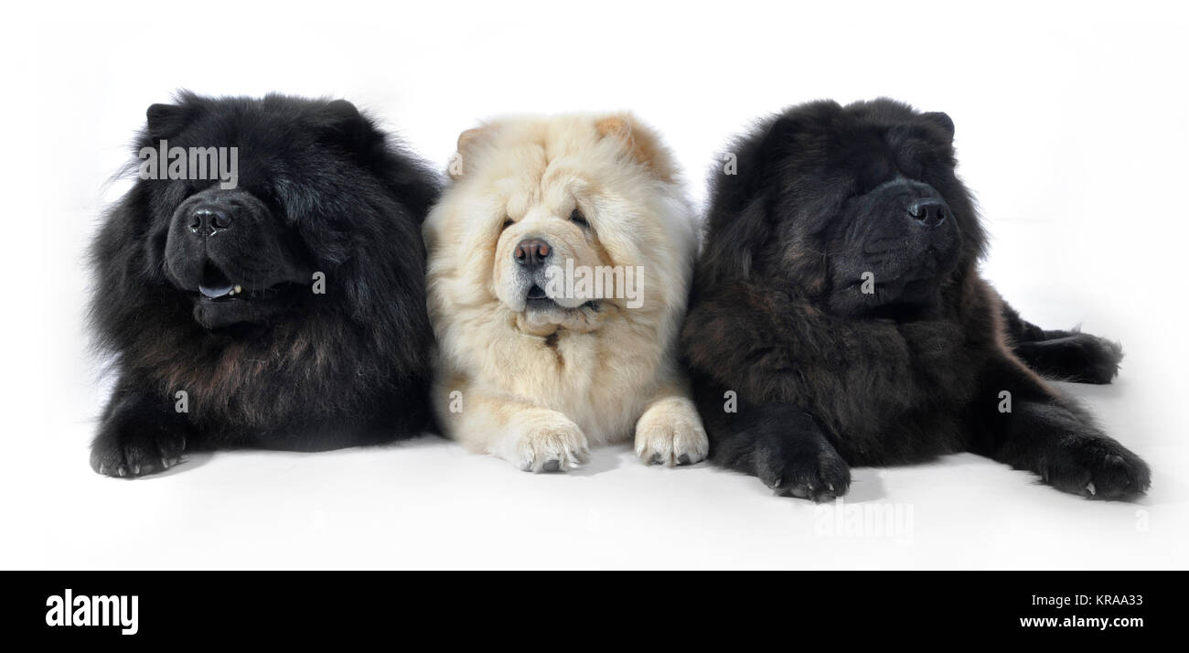 What Does Chow Dog Patronus Mean