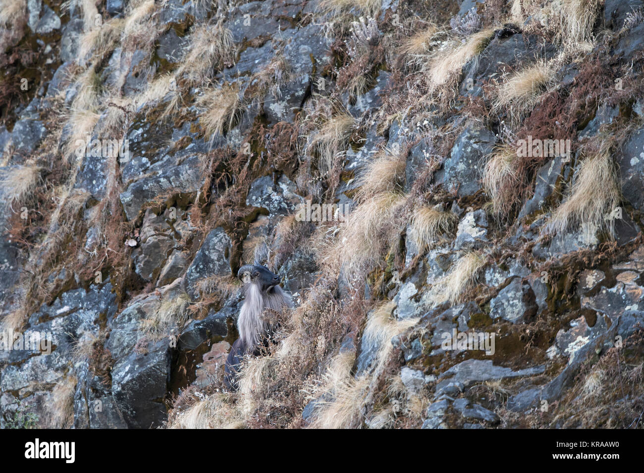 The image of  Himalayan tahr (Hemitragus jemlahicus) at Tungnath, Chopta, Uttrakhand, Himalayas, India Stock Photo
