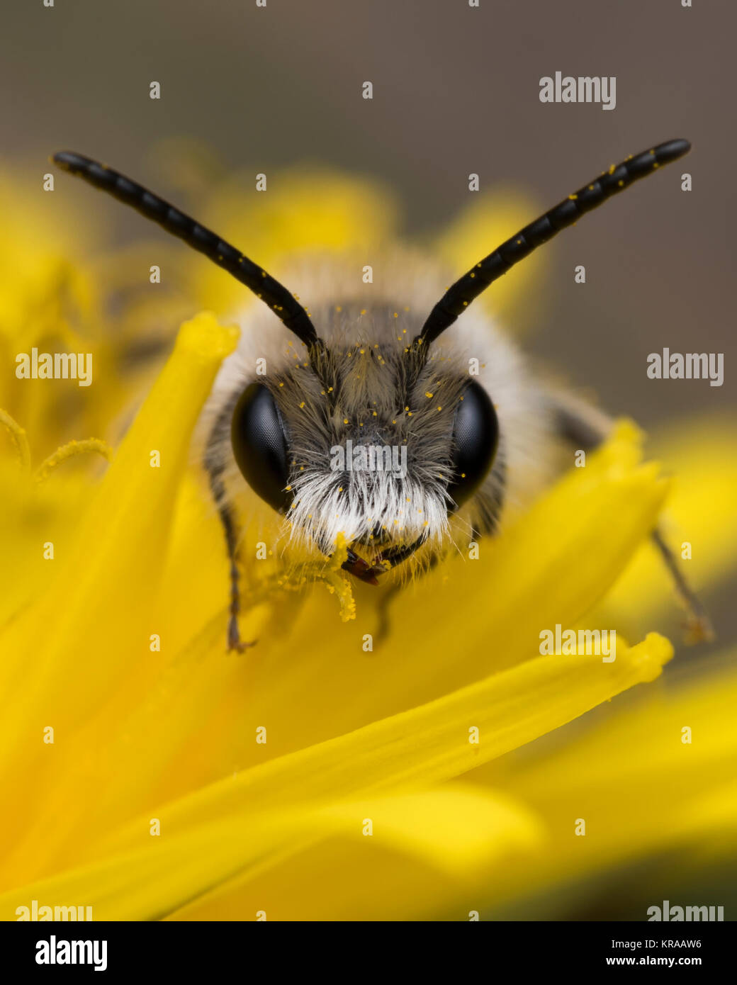 Frontal close up of male Sandpit Mining Bee (Andrena barbilabris) on Dandelion. Knockgraffon, Tipperary, Ireland Stock Photo