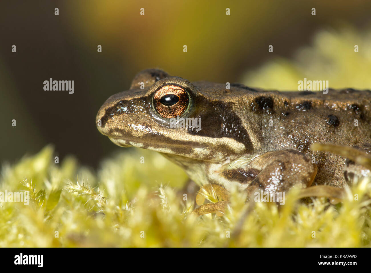 Common Frog (Rana temporaria) resting on a clump of moss on a tree stump. Thurles, Tipperary, Ireland. Stock Photo