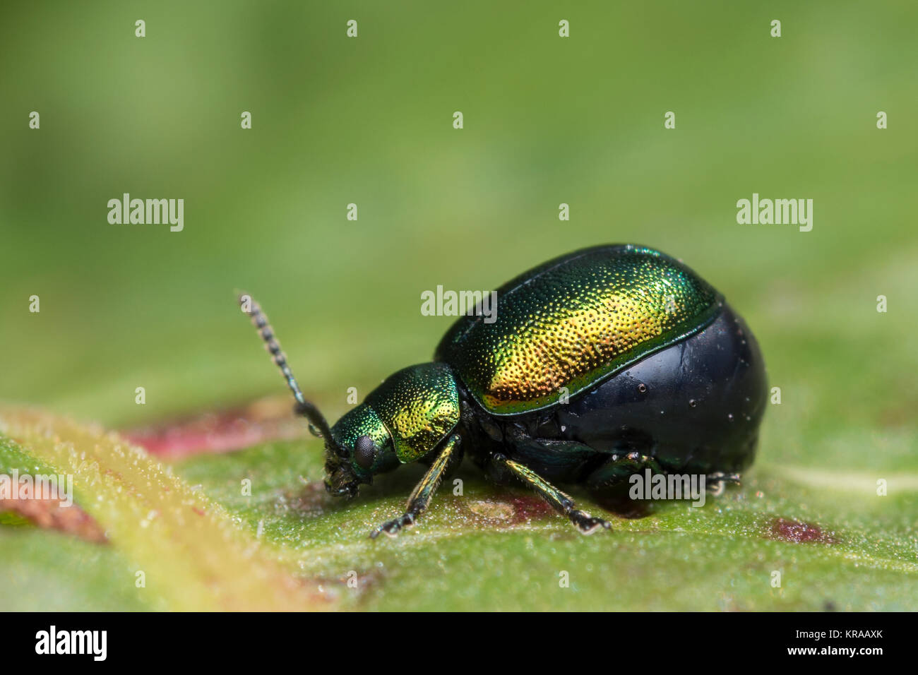 Green Dock Beetle (Gastrophysa viridula) at rest on dock leaf. Cahir