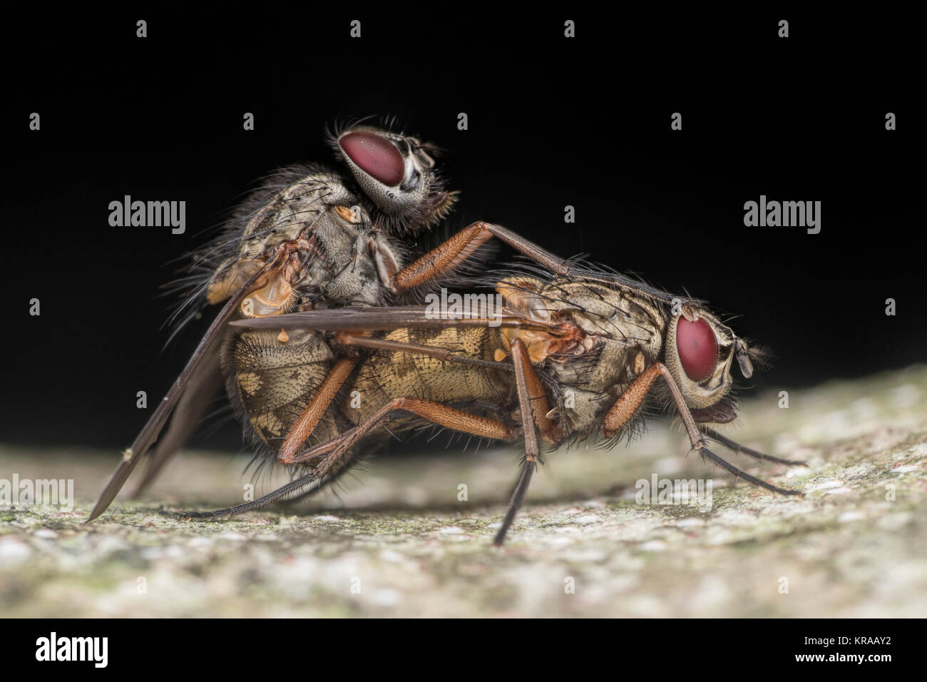 A pair of mating flies in the muscidae family on a tree trunk in woodland. New Inn, Tipperary, Ireland. Stock Photo