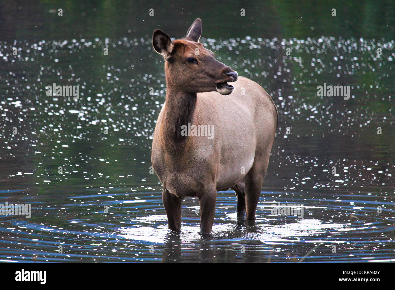 Closeup of a female elk standing in water. Stock Photo