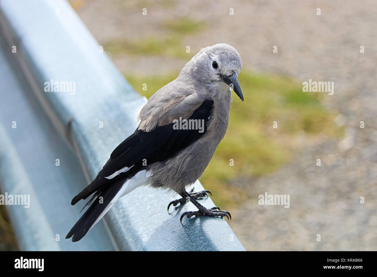 A Clarks Nutcracker bird sitting on a barrier rail. Stock Photo