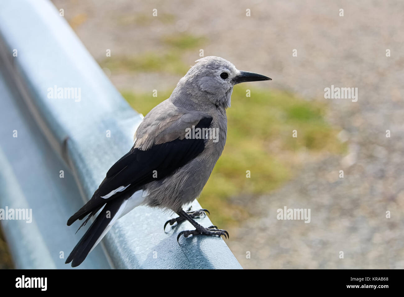 A Clark's Nutcracker bird sitting on a barrier rail. Stock Photo