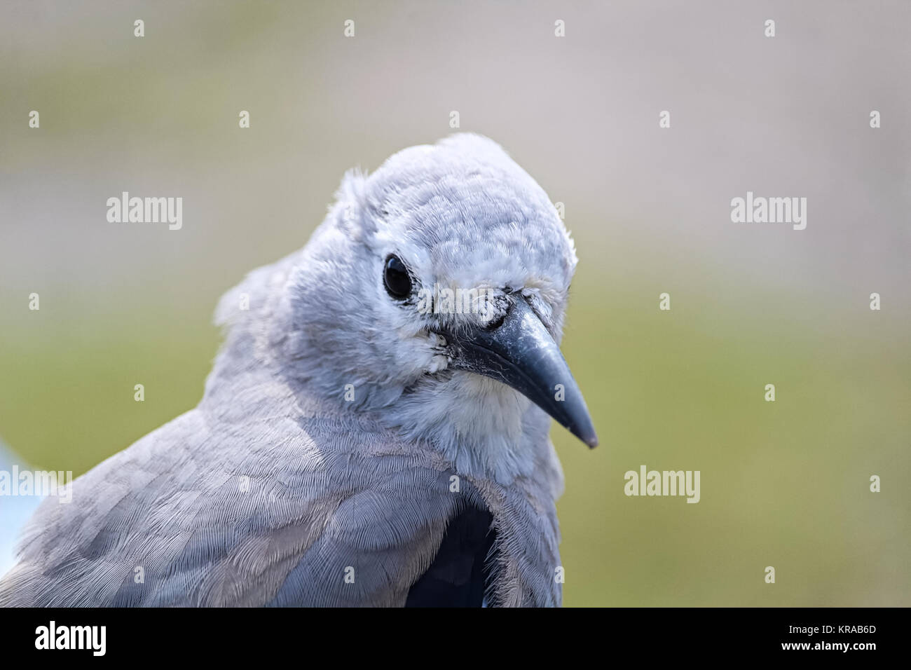 Closeup of a Clarks Nutcracker bird head. Stock Photo