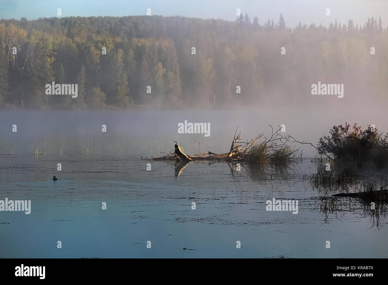 Morning mist rising off of Alberta Lake Stock Photo - Alamy