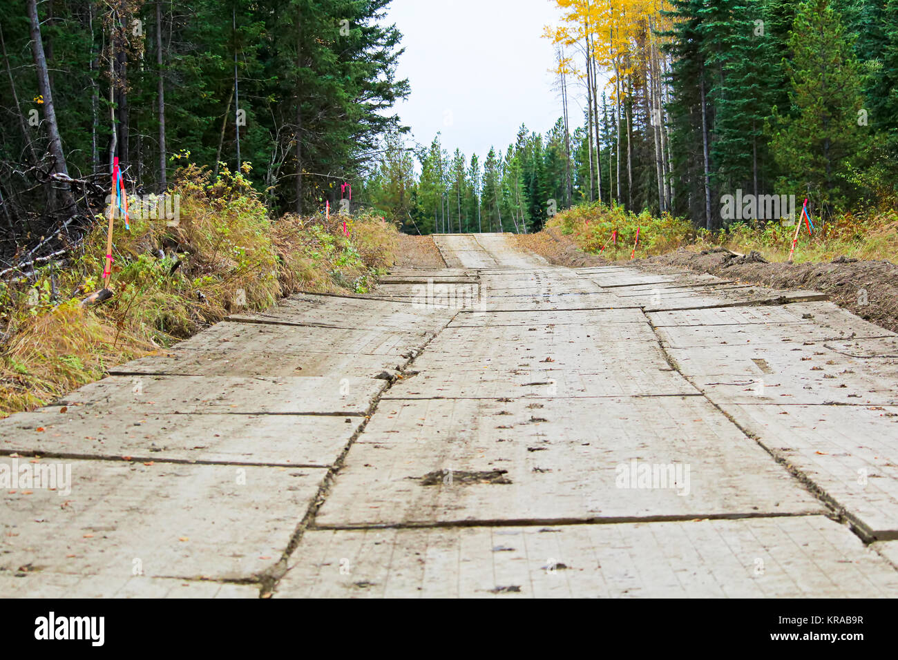 Alberta Logging Stock Photos Alberta Logging Stock Images Page