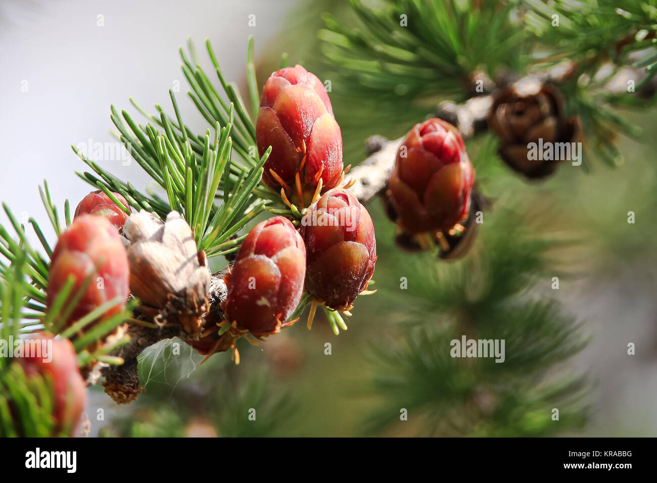 Macro view of branches with young tamarack cones. Stock Photo