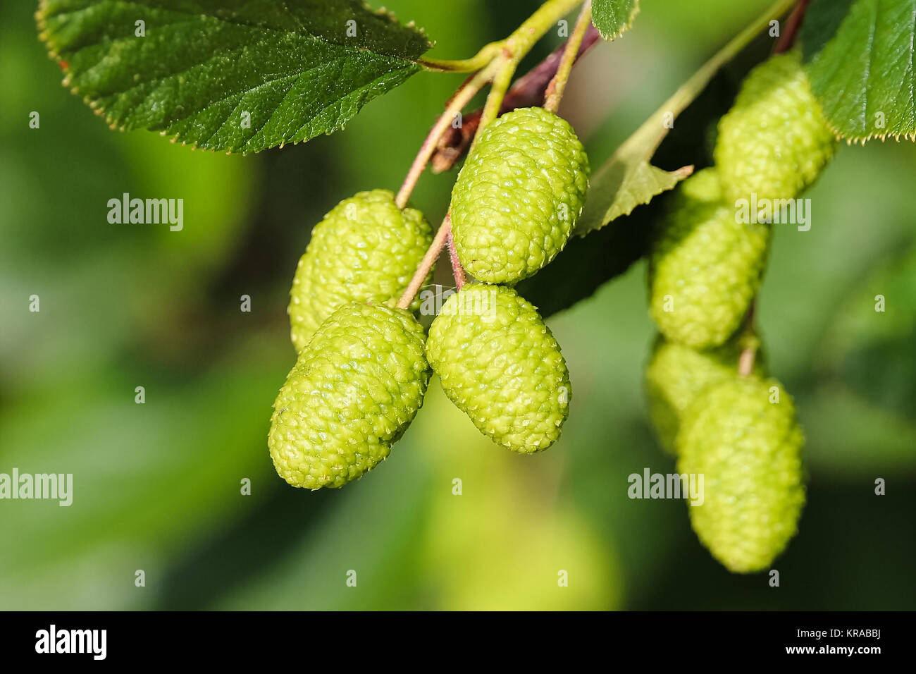 Closeup of green alder cones on a green background Stock Photo - Alamy