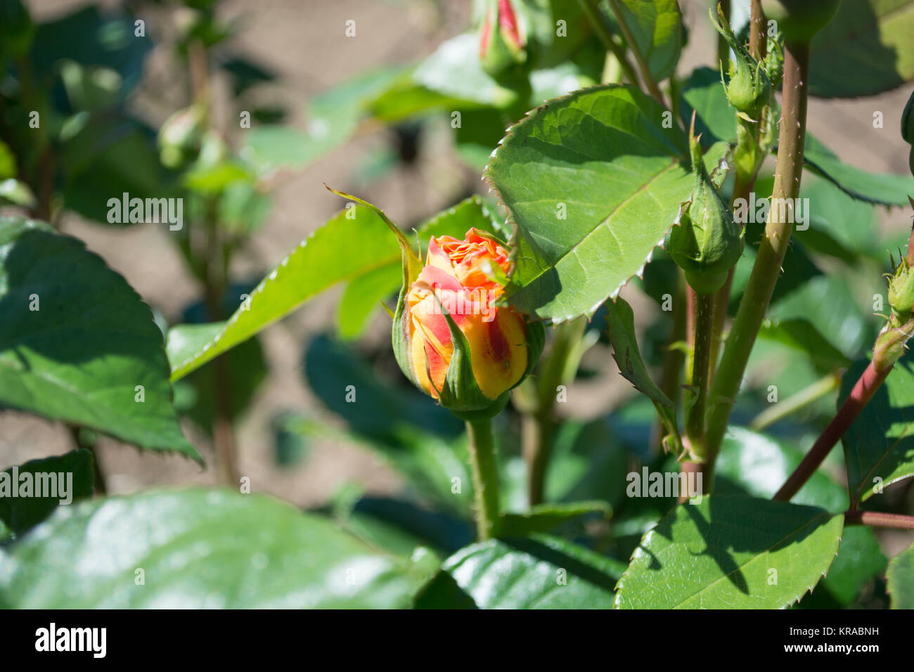 Unopened flower buds of roses Stock Photo Alamy