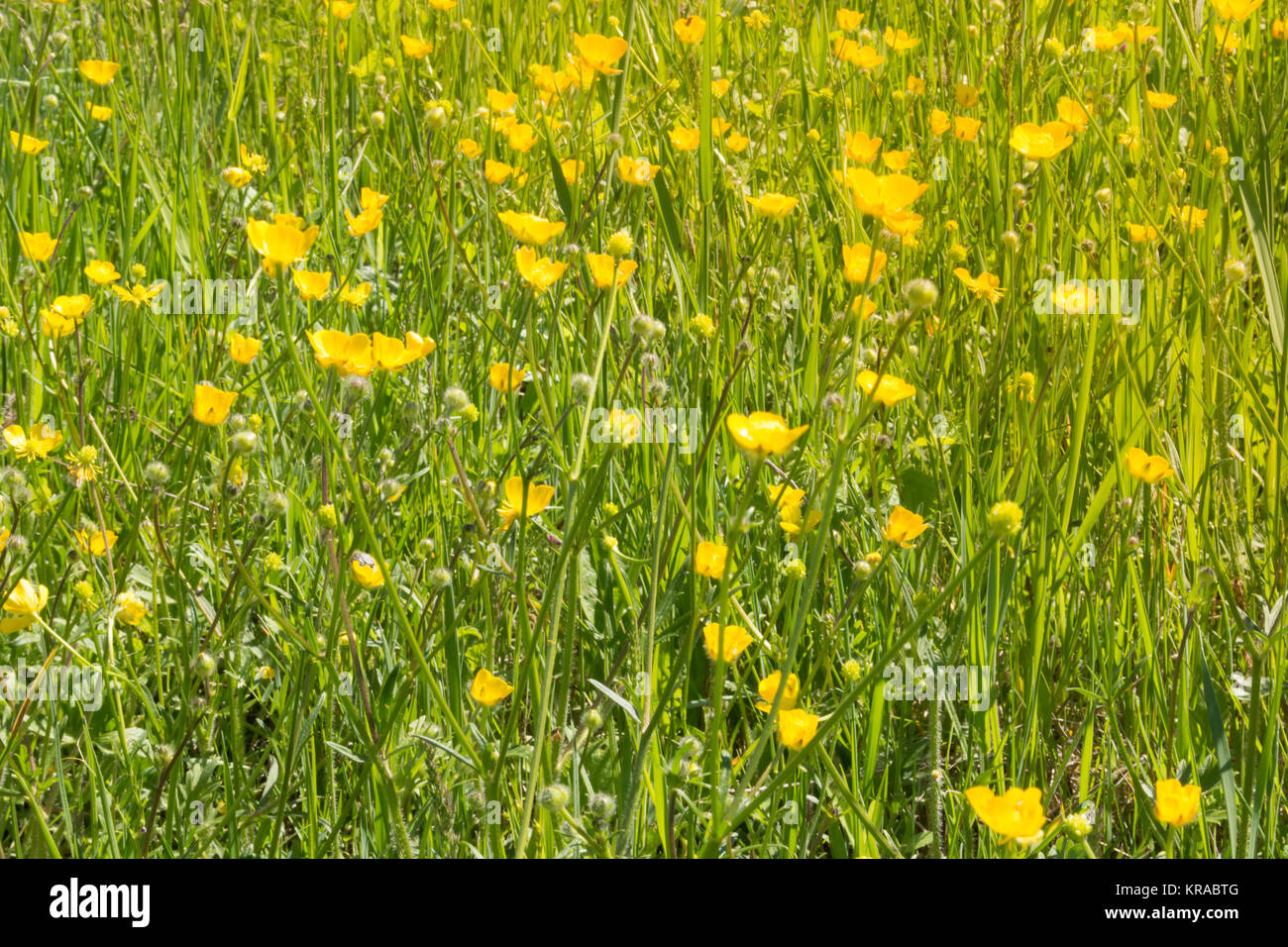 Yellow flower field Stock Photo Alamy