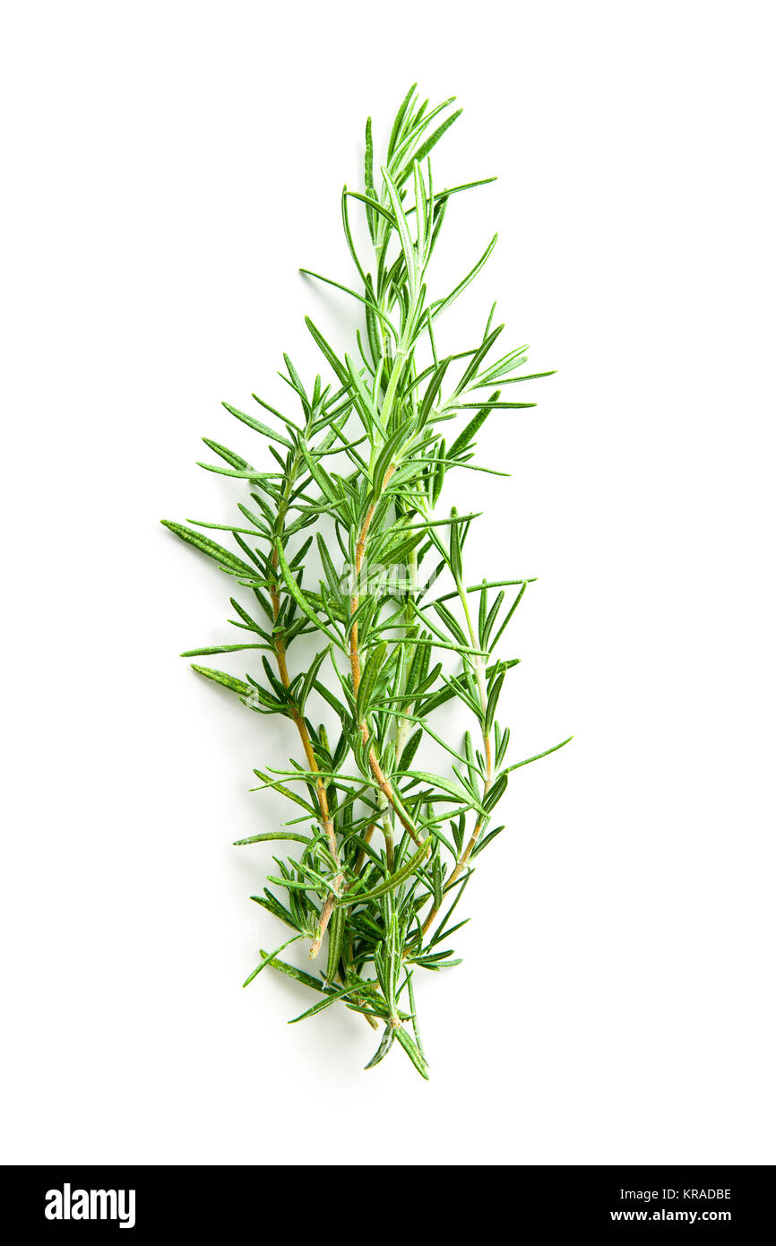 The rosemary branch Stock Photo Alamy