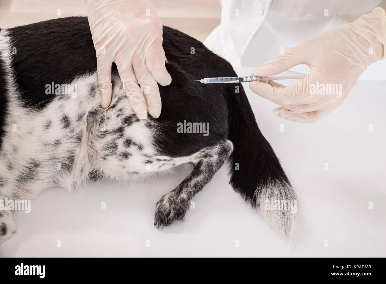 Vet Giving An Injection To Dog Stock Photo Alamy