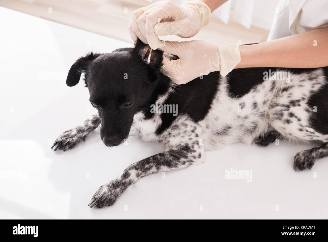 Vet Cleaning Dog's Ear Stock Photo Alamy