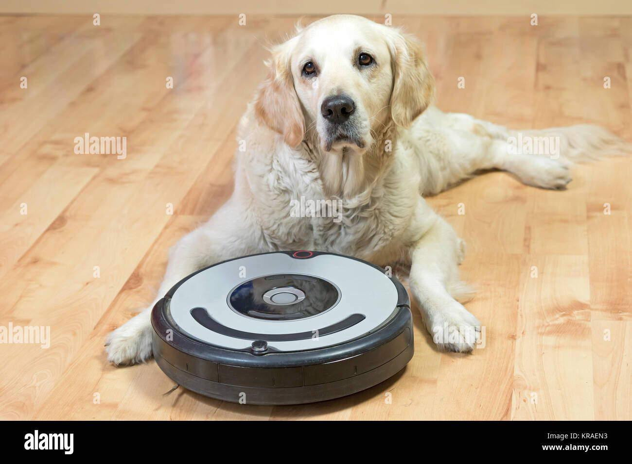 Golden Retriever and the robotic vacuum cleaner Stock Photo Alamy
