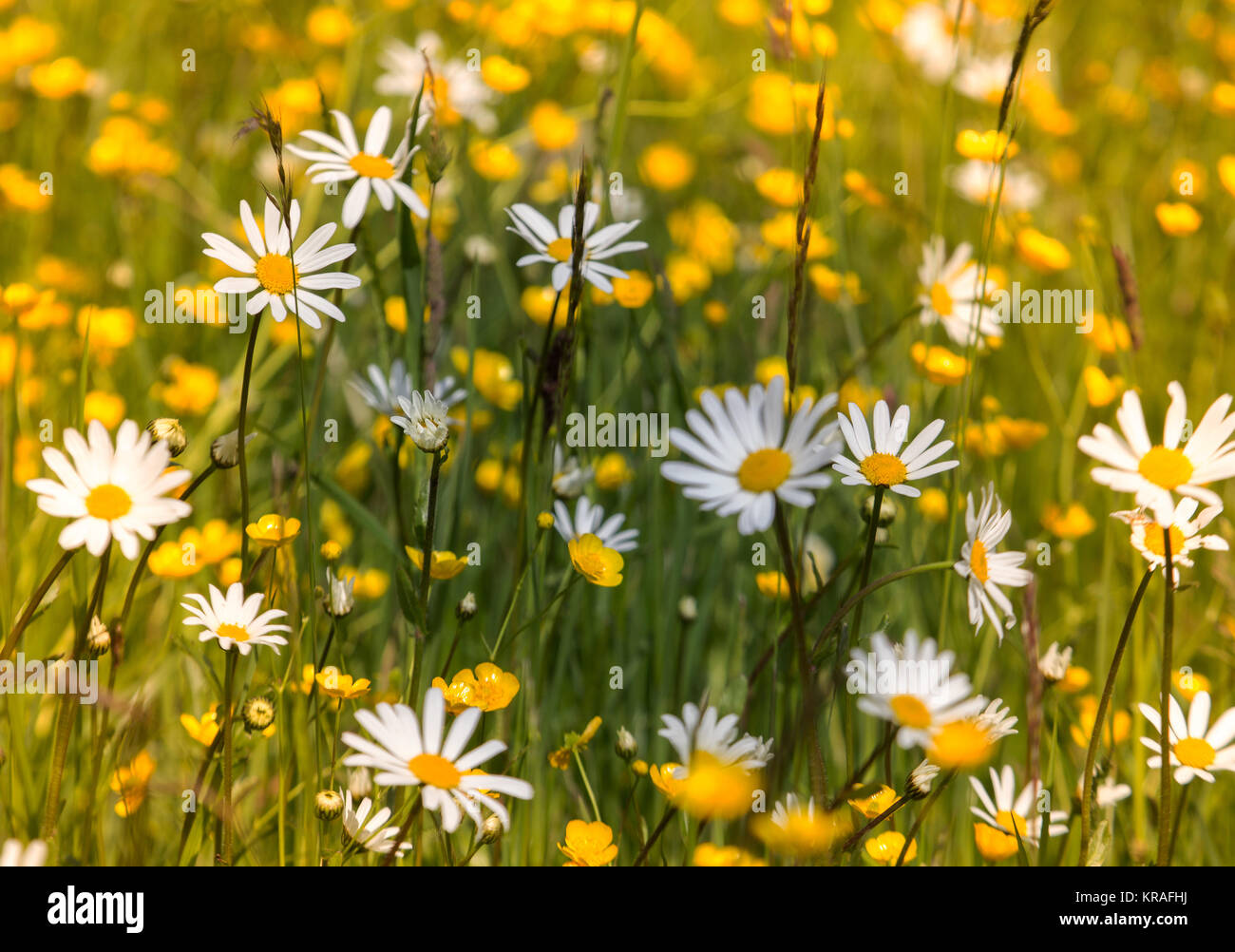Spring Meadow With Daisies And Buttercups Stock Photo Alamy Spring Meadow With Daisies And Buttercups Stock Photo Alamy