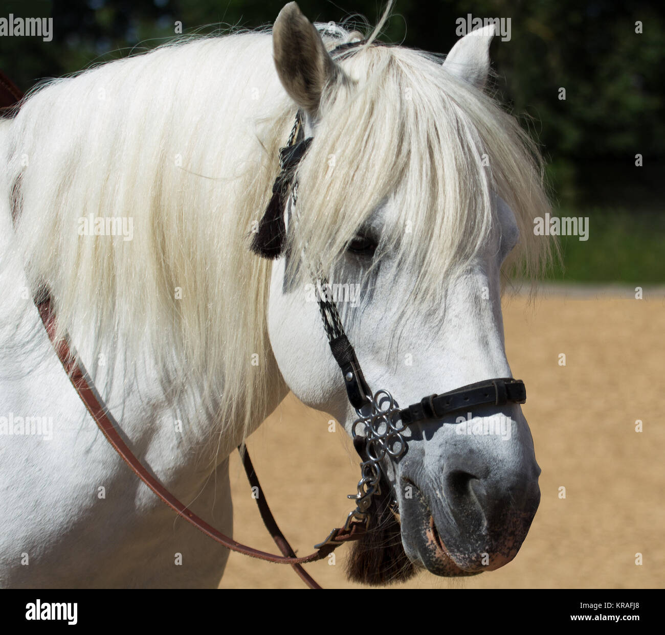portrait of a beautiful camargue stallion Stock Photo