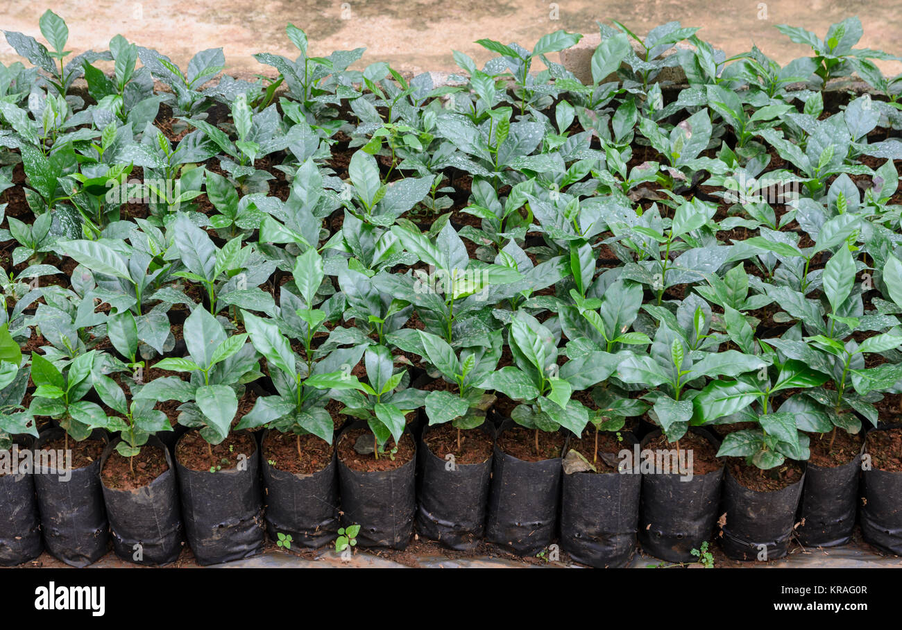 Coffee plants in a nursery Stock Photo Alamy