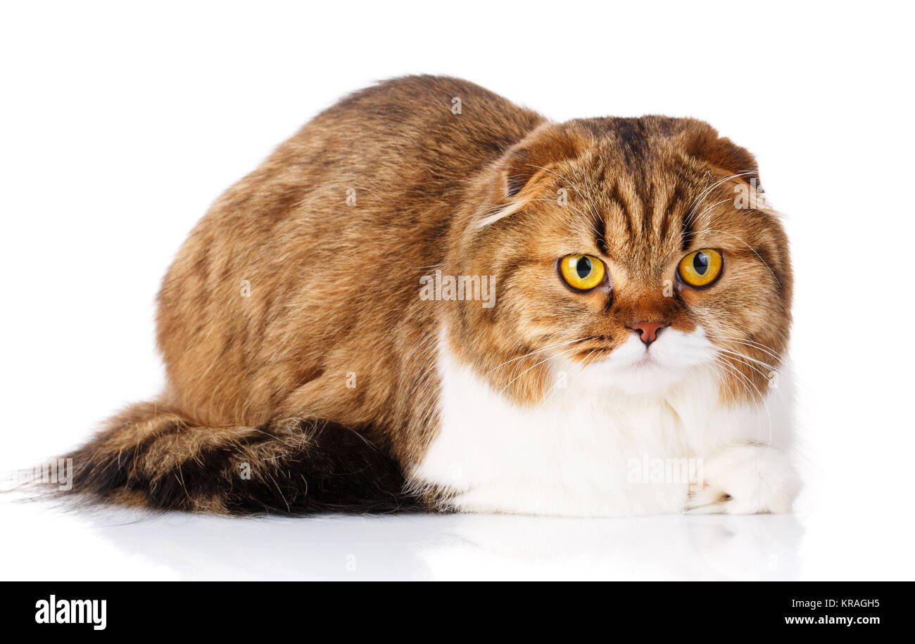 Scottish Fold cat lying on white background Stock Photo