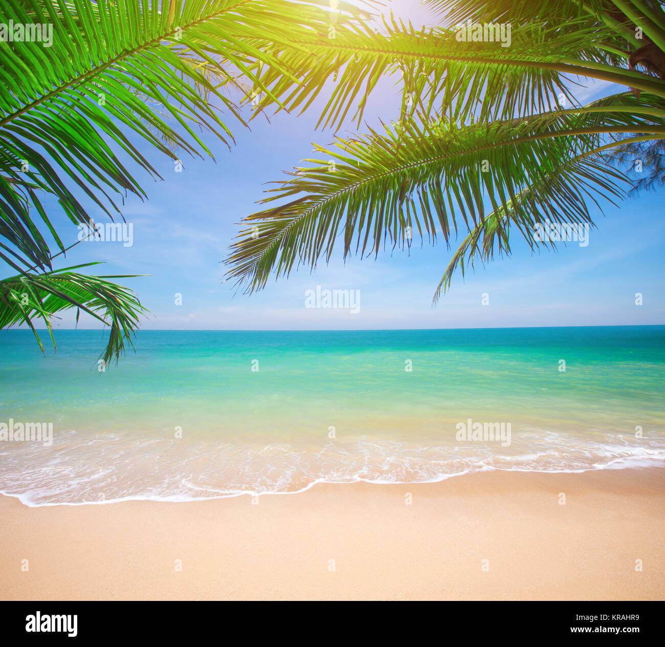 Palm and tropical beach Stock Photo - Alamy