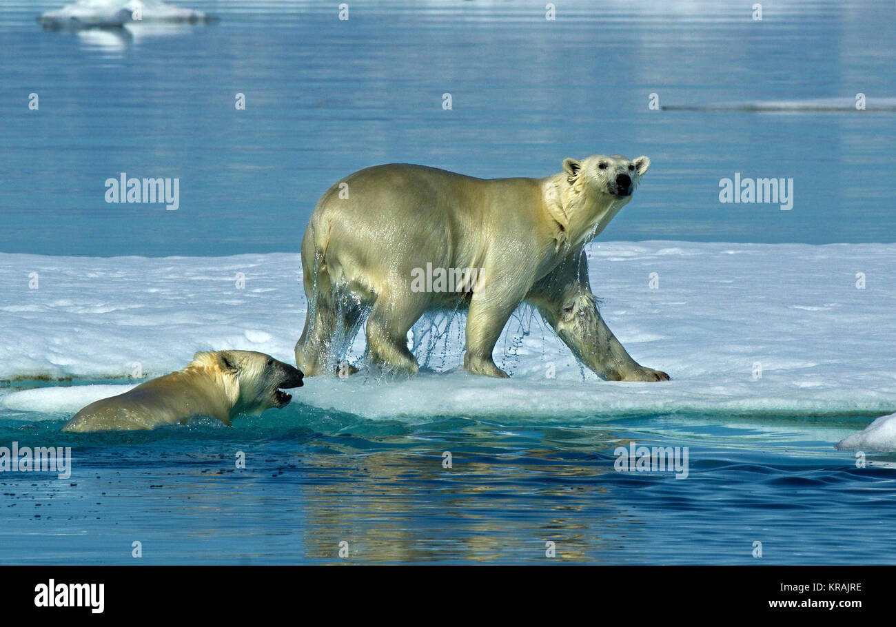 Two polar bears one in water hi-res stock photography and images - Alamy