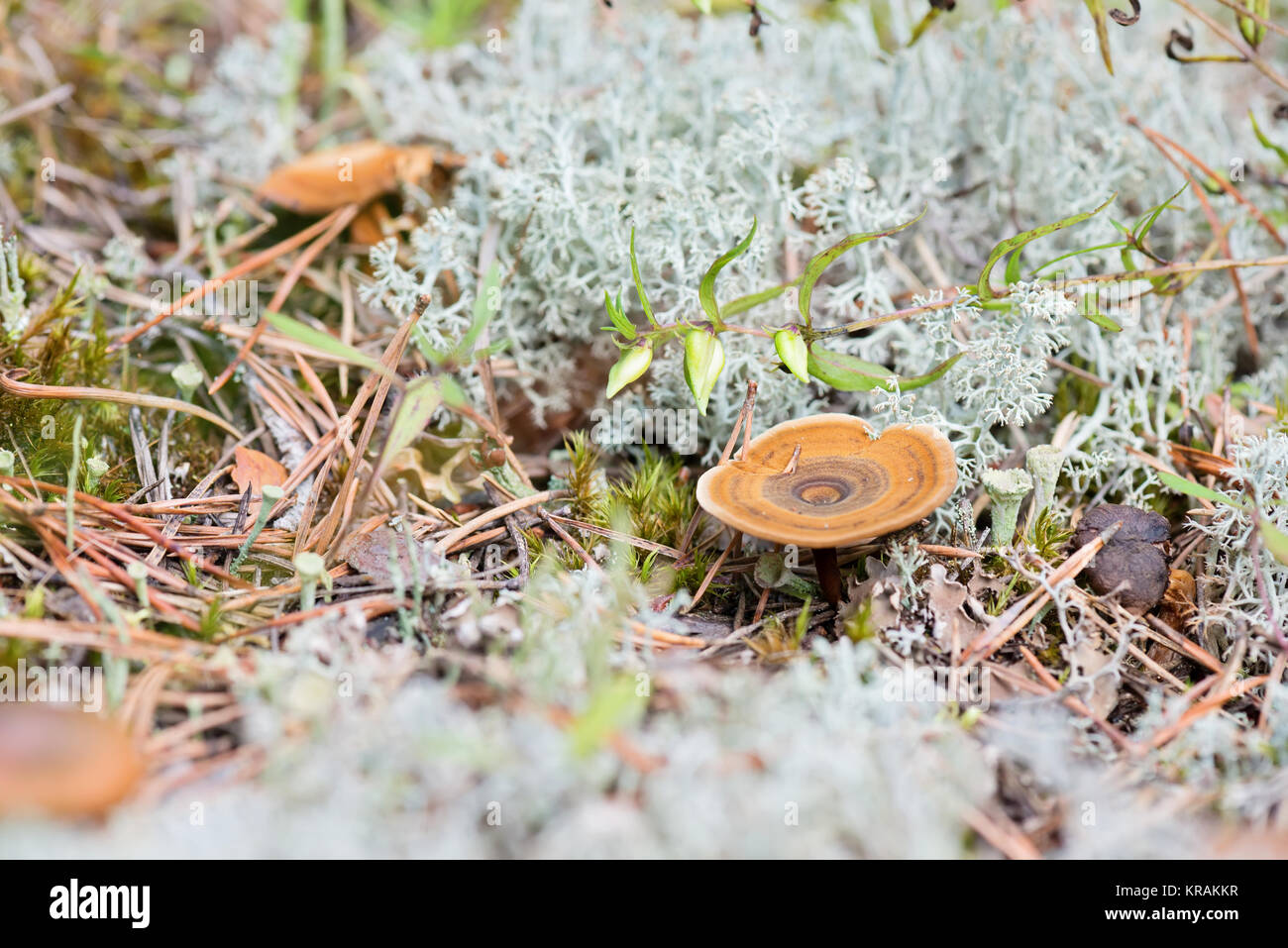 Macro shot of mushroom in white reindeer moss Stock Photo Alamy