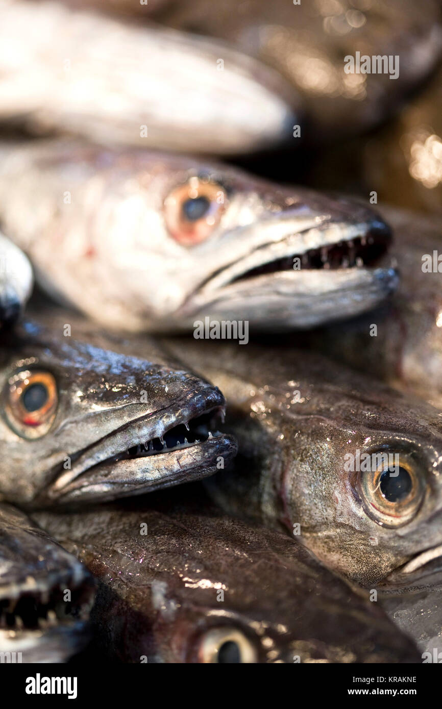 Close up of young hakes Stock Photo - Alamy