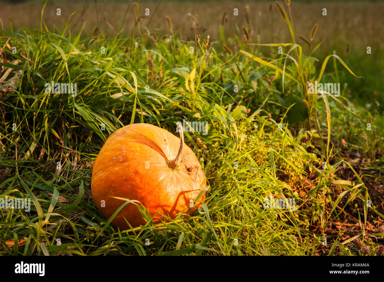 pumpkin in the grass Stock Photo