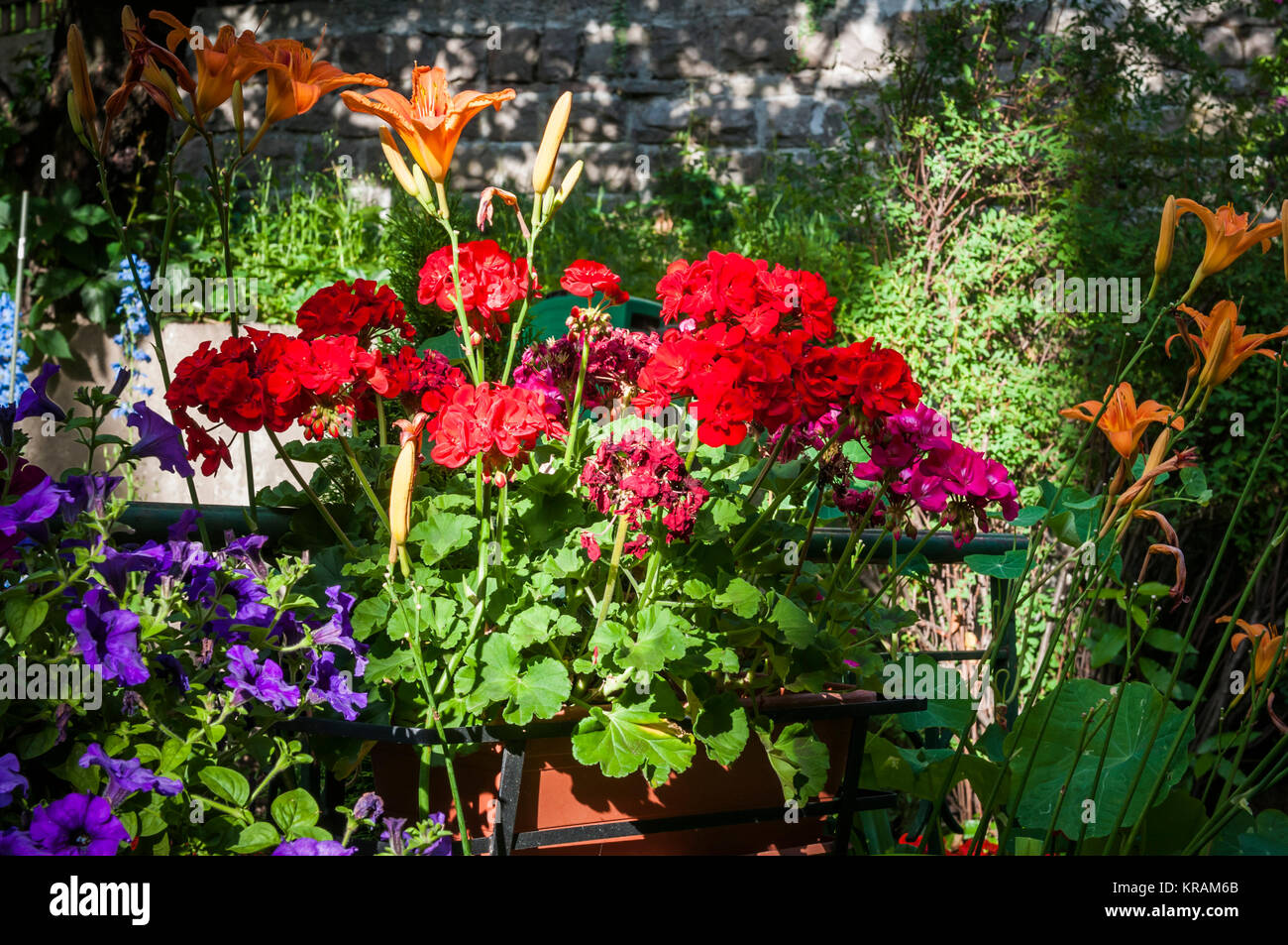 colorful flowers in the garden Stock Photo - Alamy