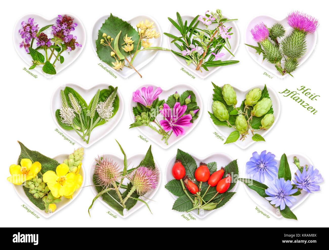 alternative medicine with medicinal plants 3 Stock Photo