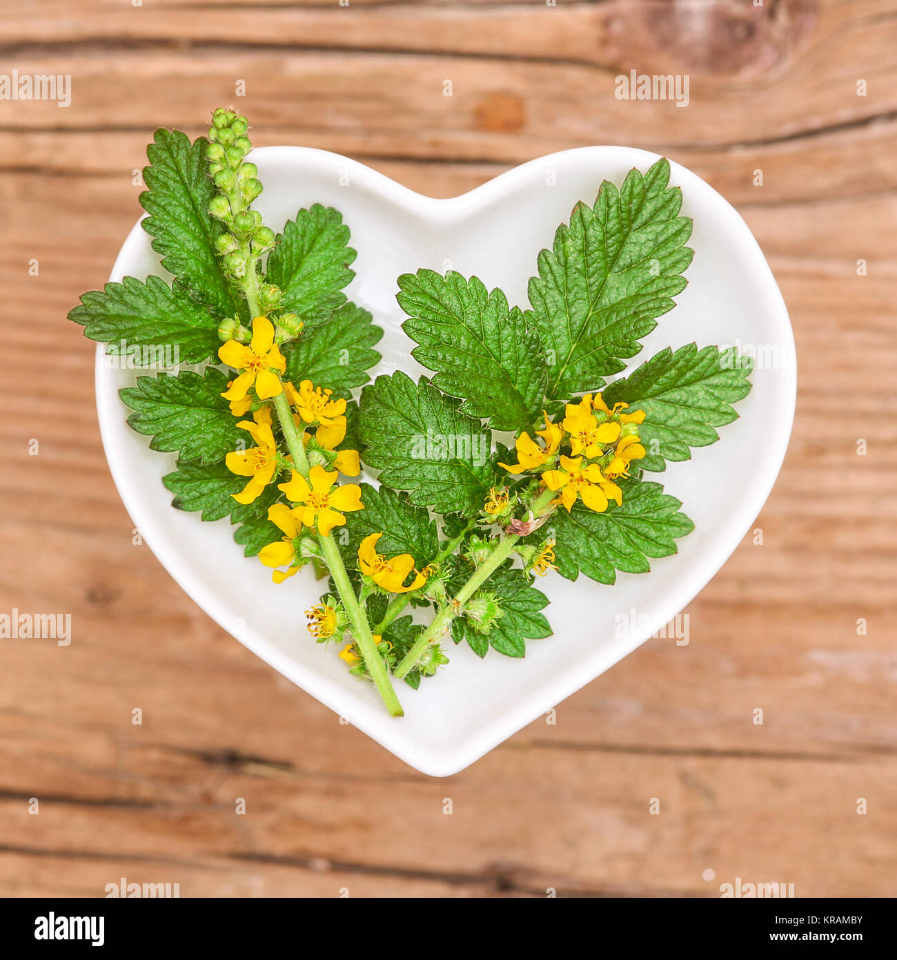 brassica rapa,homeopathy and cooking with herbs Stock Photo