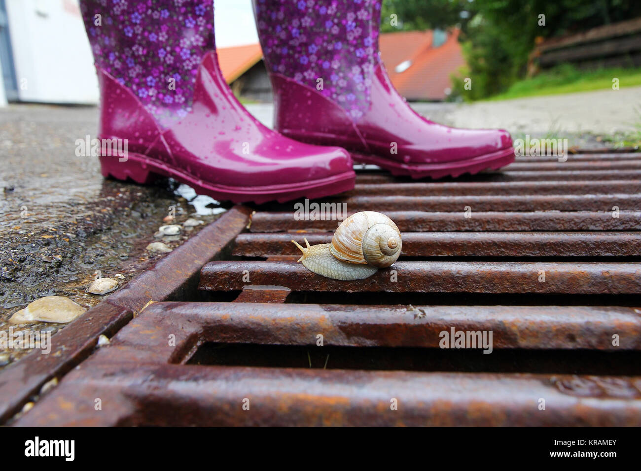 wellies are ideal in rainy weather. a snail on the gulli Stock Photo