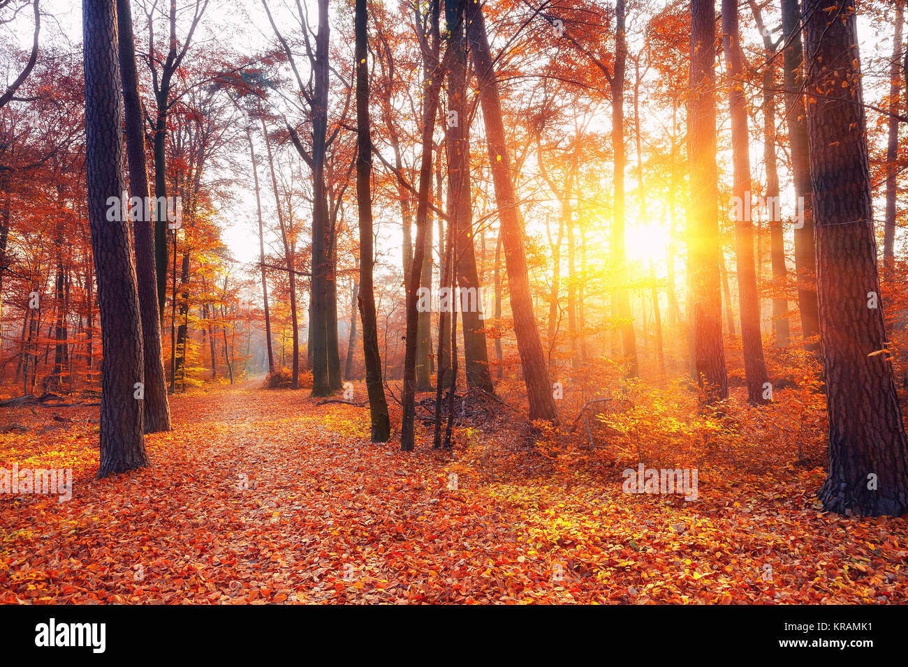 Sunset in the autumn forest Stock Photo - Alamy