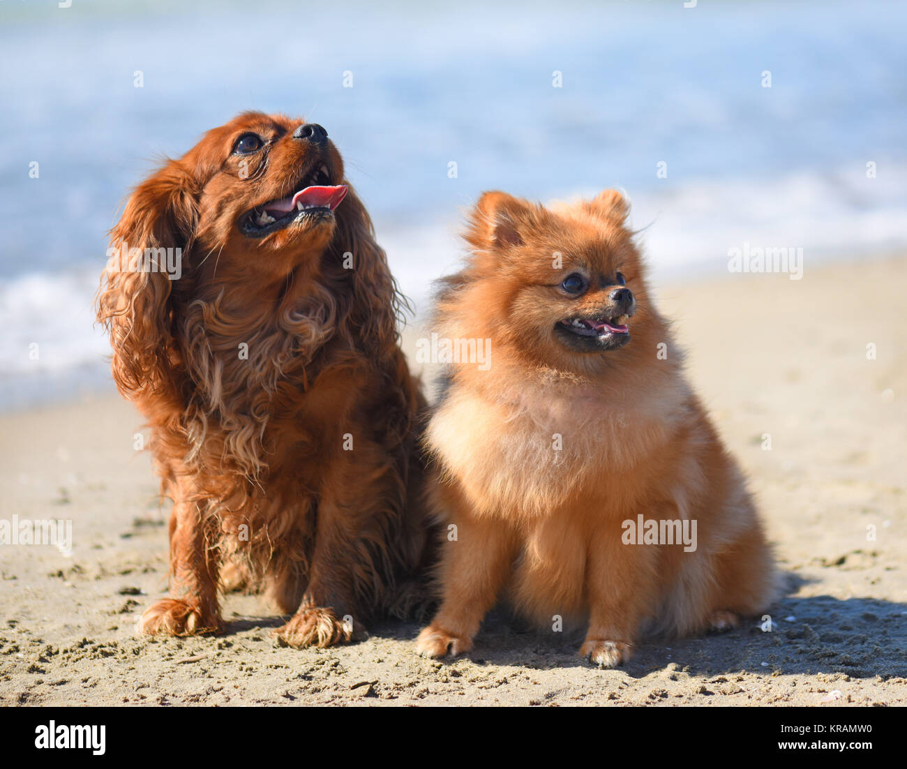 Pomeranian x cheap cavalier