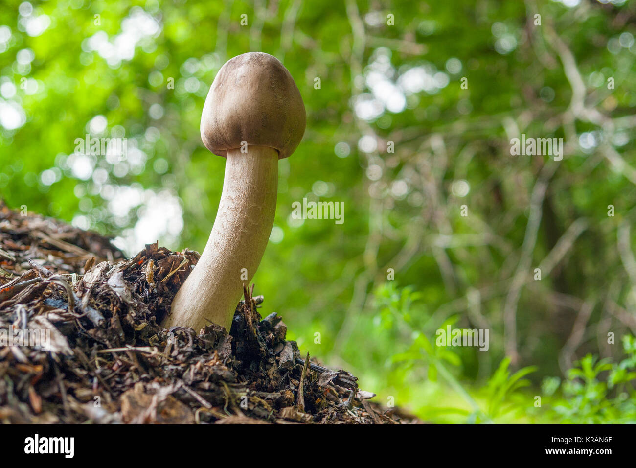 mushroom in natural ambiance Stock Photo