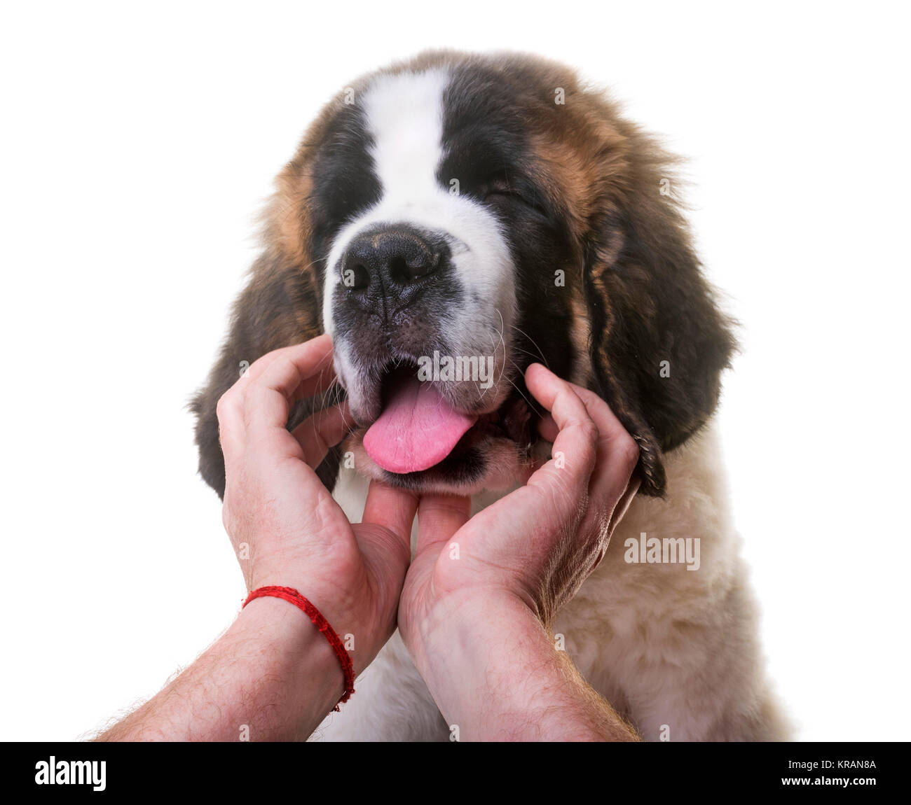 puppy saint bernard in front of white background Stock Photo