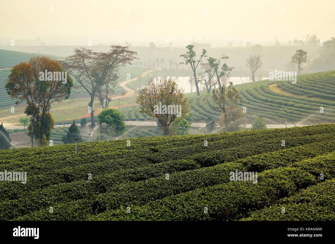 tea plantation 2 Stock Photo