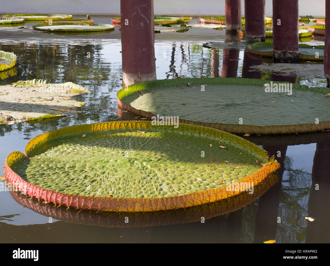 Giant Water Lily Pads Stock Photo Alamy