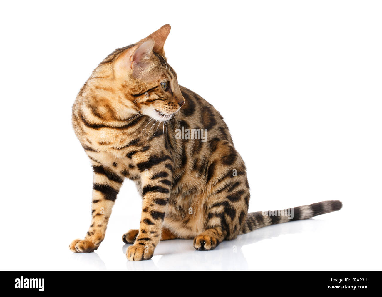 Cat looks sideways hi-res stock photography and images - Alamy