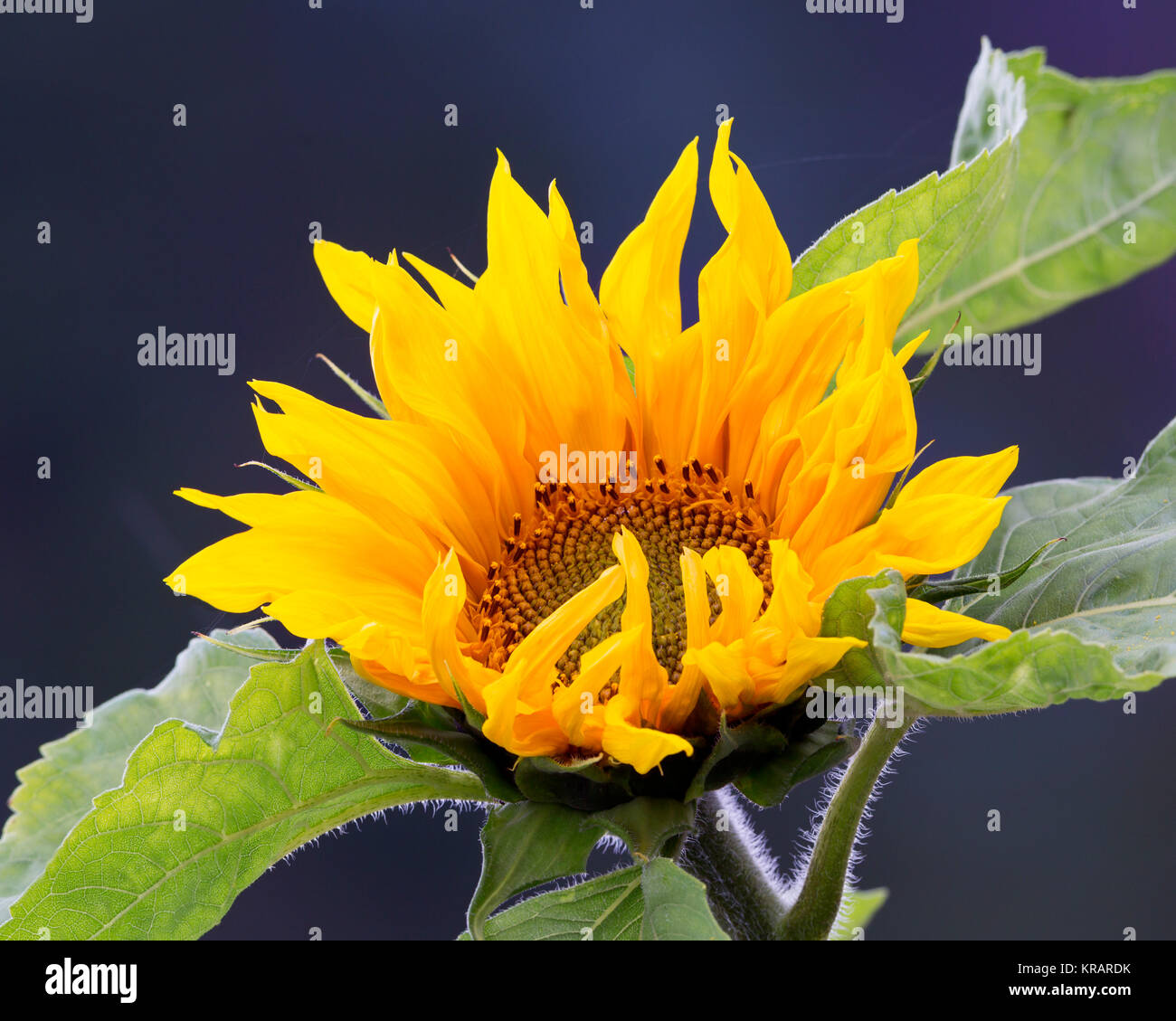Sunflower field at sunrise Stock Photo - Alamy