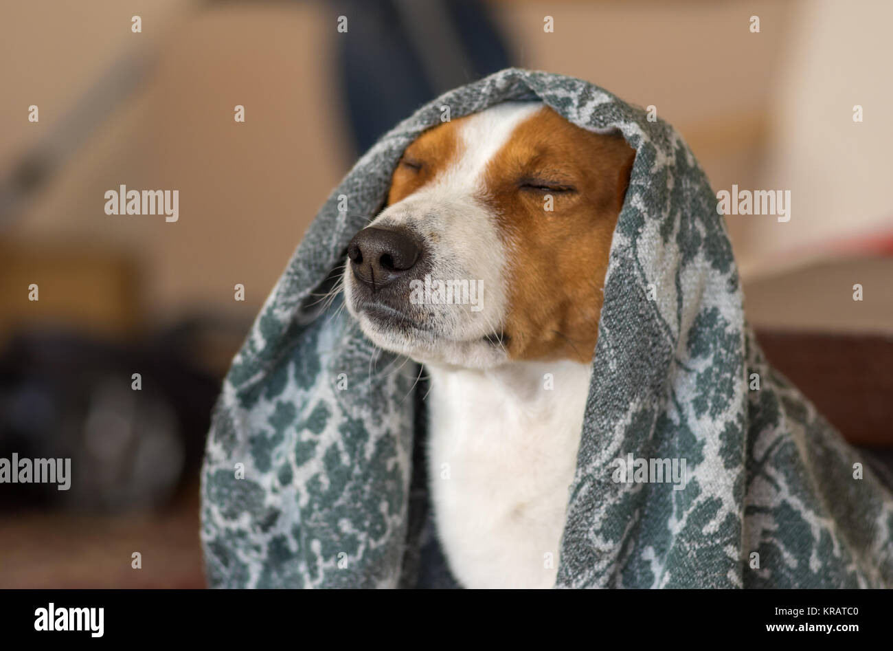 Indoor portrait of royal basenji dog meditating under coverlet Stock Photo