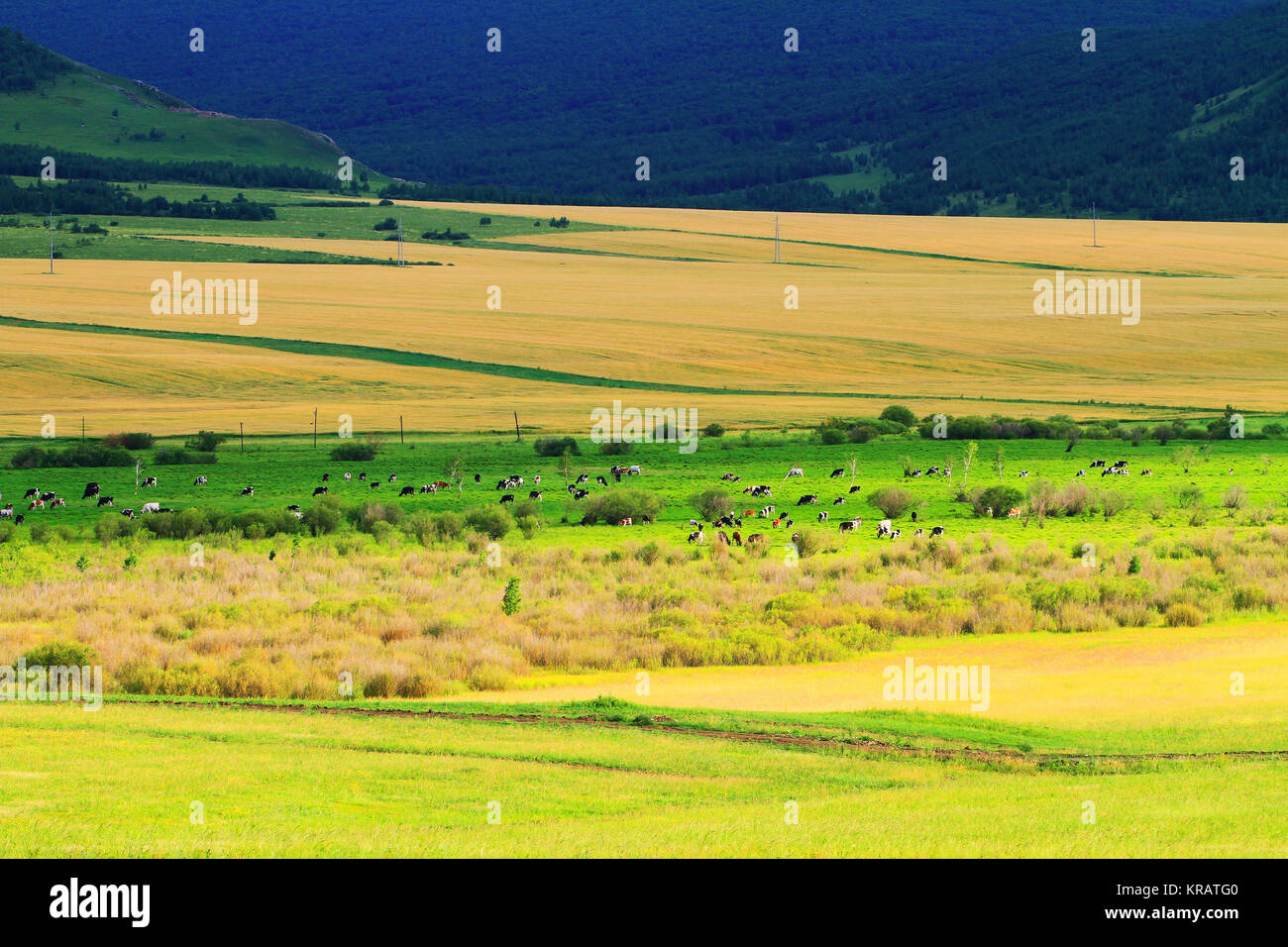 Hulun Buir Grassland ranch,Inner Mongolia Stock Photo - Alamy
