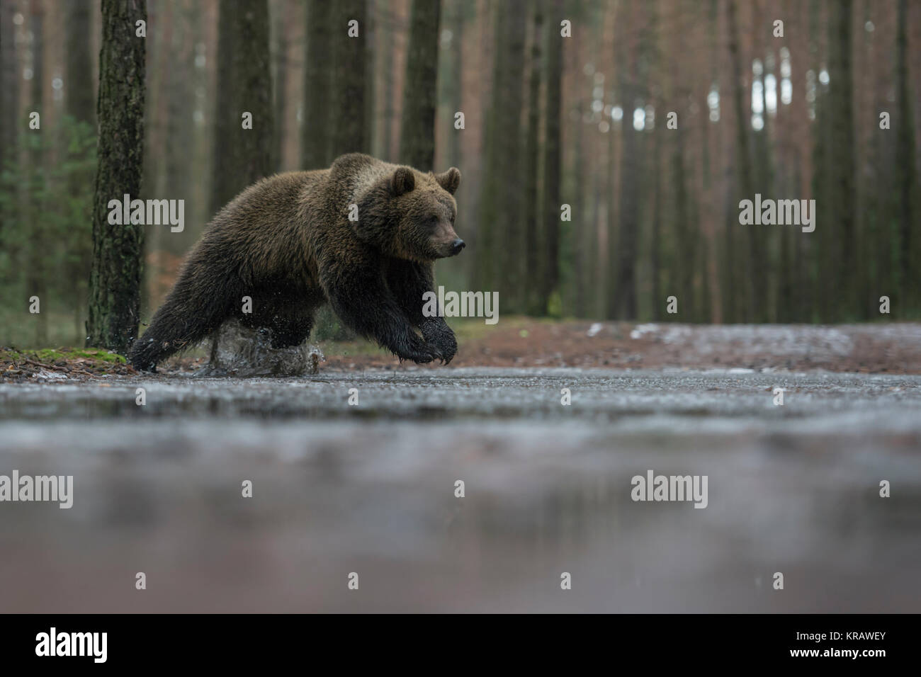 Eurasian Brown Bear ( Ursus arctos ), young cub, adolescent, running, jumping through a frozen puddle, crossing a forest road in winter, Europe. Stock Photo