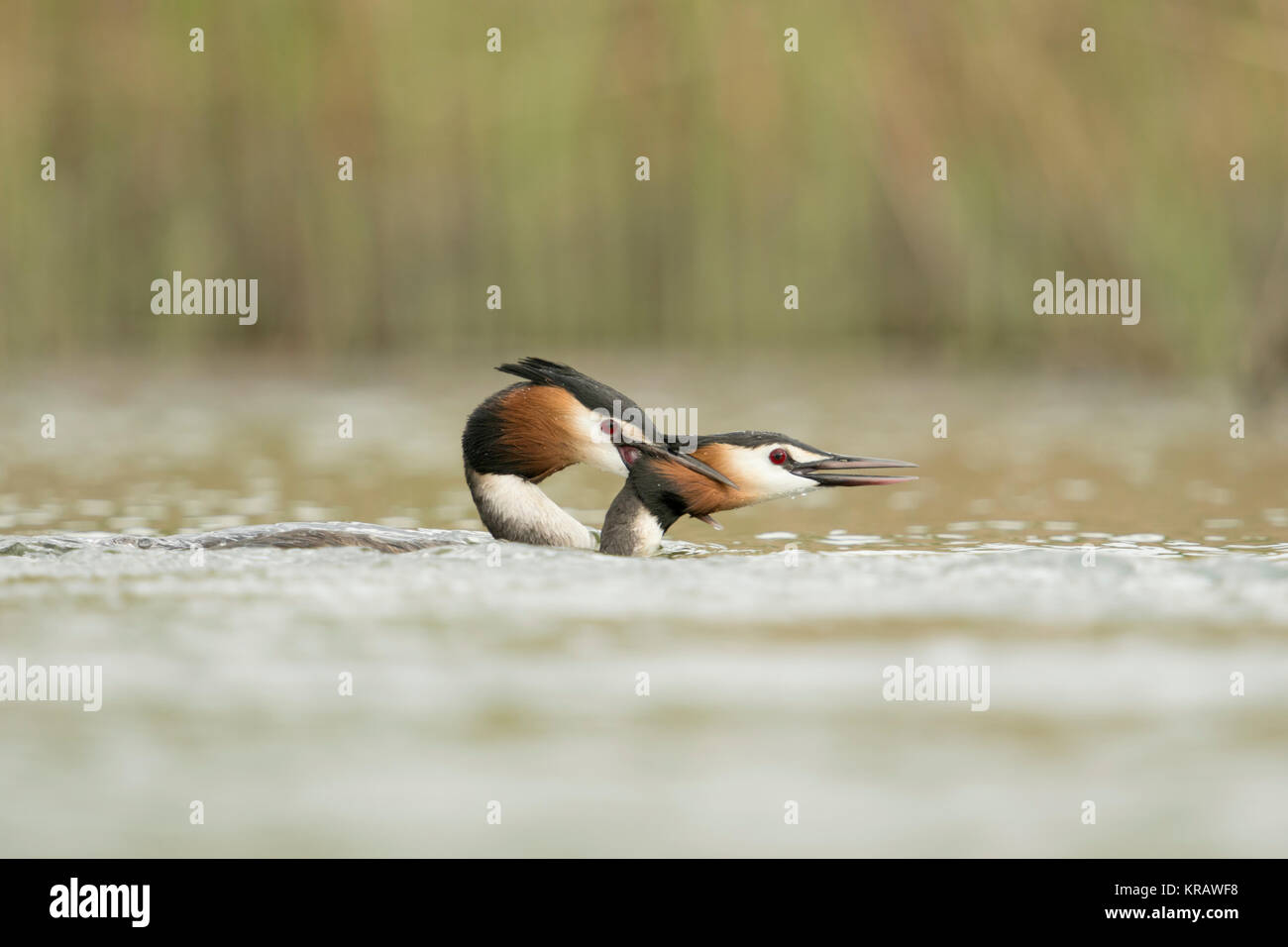 Great Crested Grebes / Haubentaucher ( Podiceps cristatus ) biting each other, territorial behaviour, attacking, chasing a rival, Europe. Stock Photo