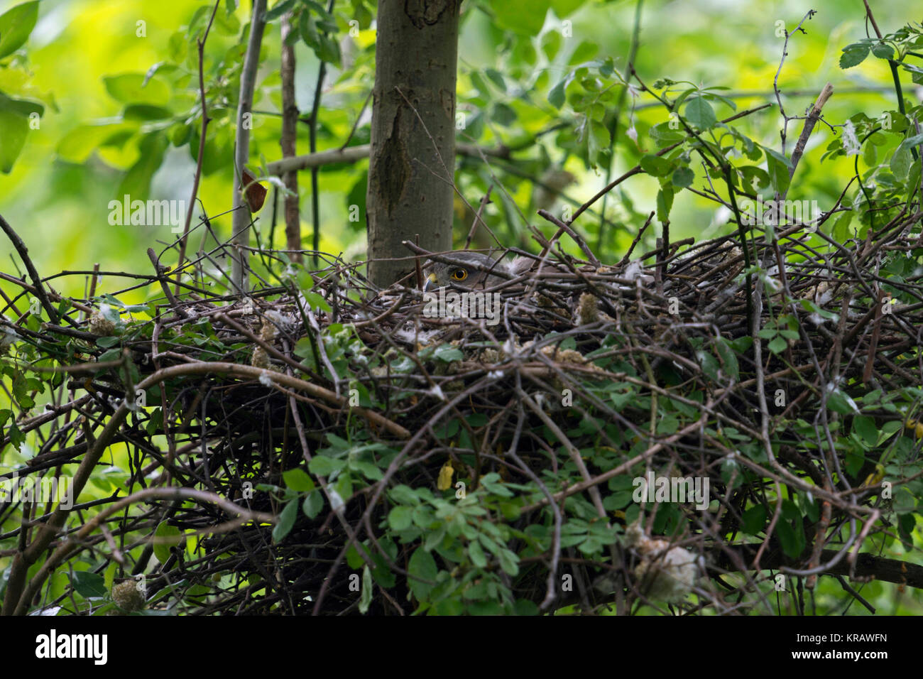 Sparrowhawk / Sperber ( Accipiter nisus ), adult female on nest, cowering secretive, nesting / breeding / hatching its chicks, wildlife, Europe. Stock Photo