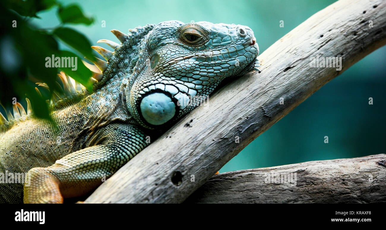 Green Iguana on branch Stock Photo