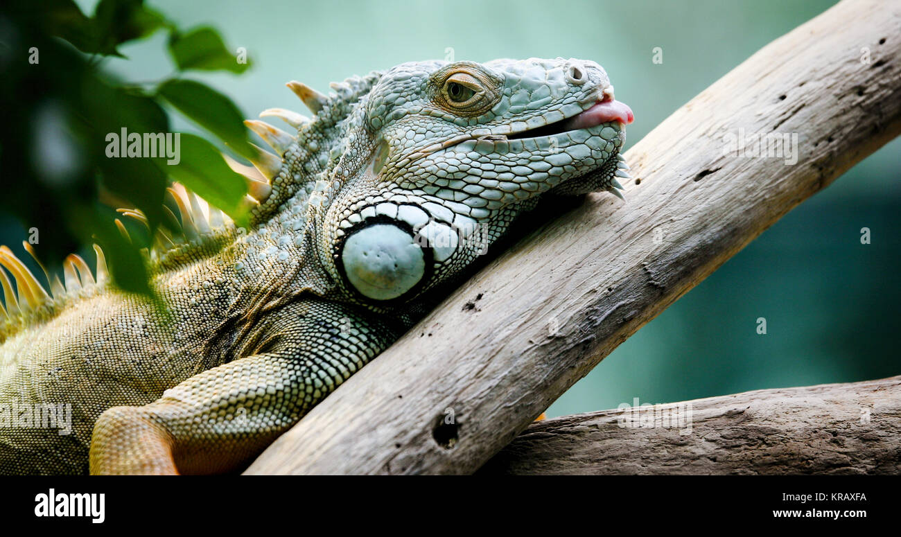 Green Iguana on branch Stock Photo