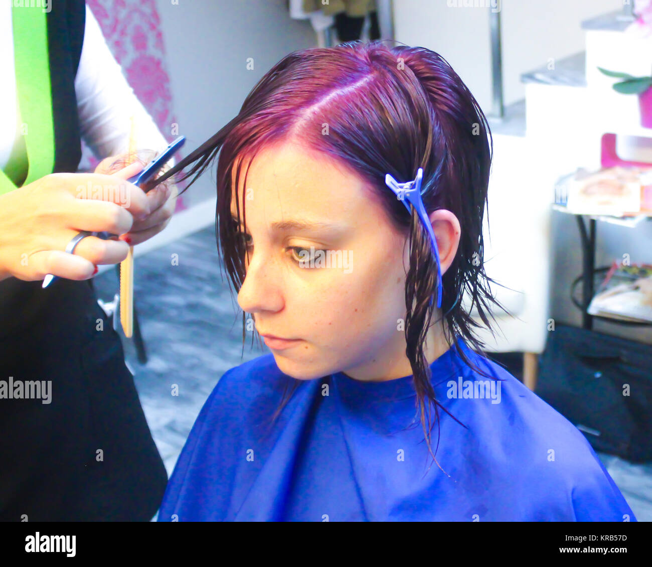 Woman in hair salon cutting her long wet hair in a short style covered with  a blue cape and sitting in front of a mirror. The stylist uses scissors  Stock Photo -