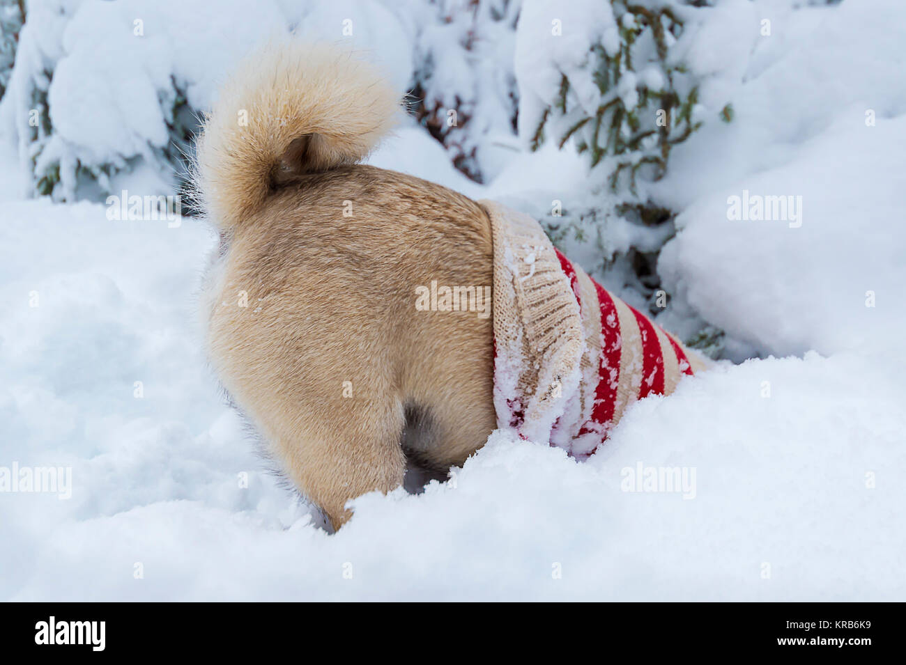 Dog (pug) with pullover digs headlong in the deep snow Stock Photo